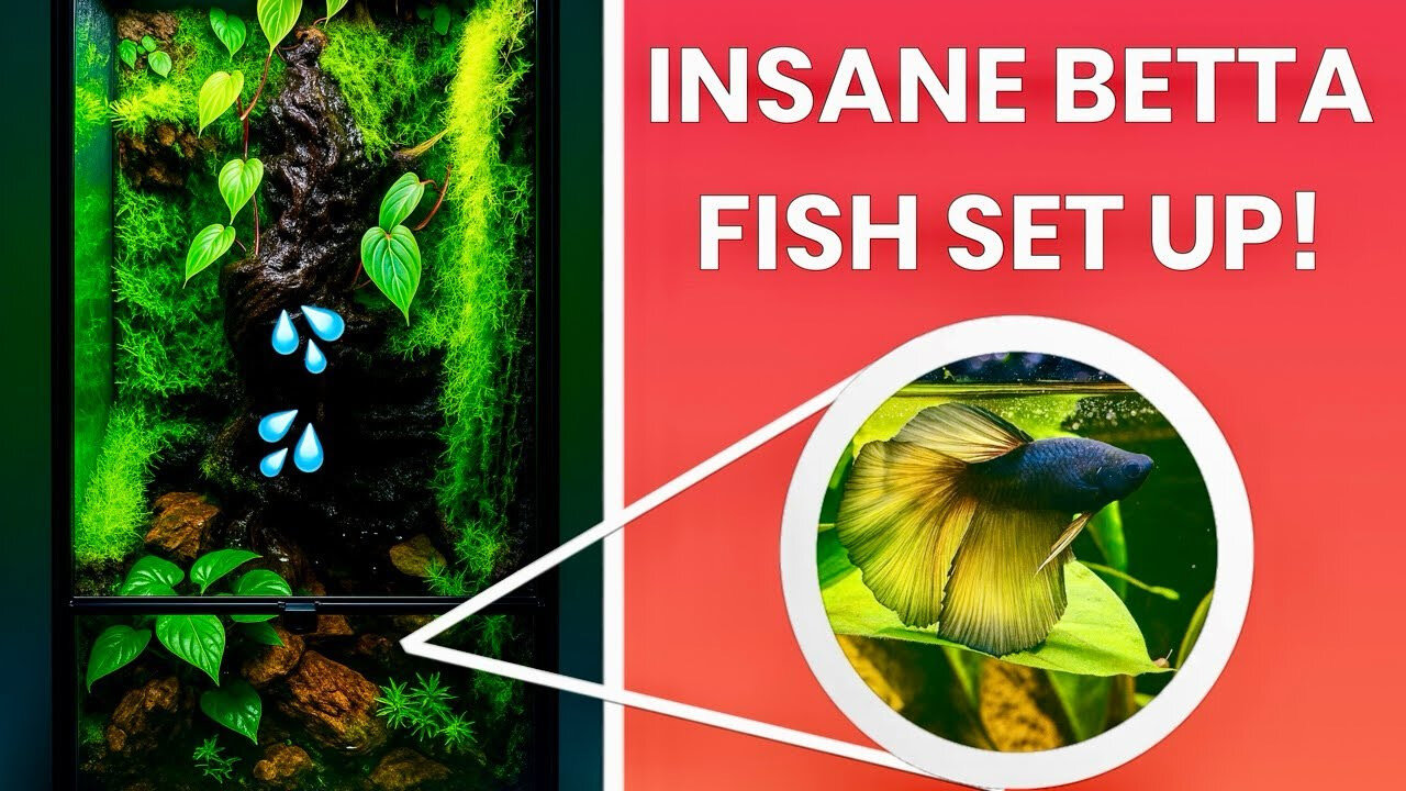 Bioactive Betta Fish Paludarium Build!