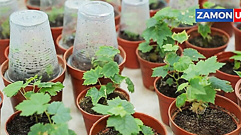 Covid Vaccines in Vegetables and Milk