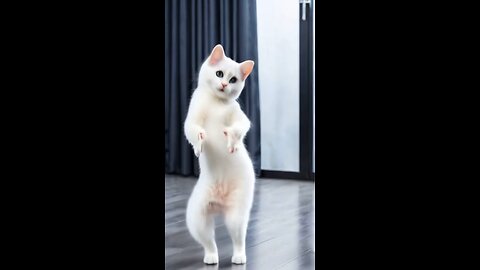 Cat funny