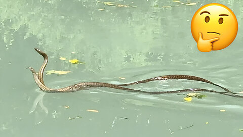 SNAKE | Snake Videos Collection | EVERYTHIG 8K OFFICIAL | Original Snake Video |