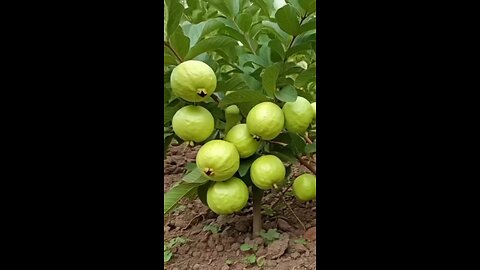 Dwarfs Guava