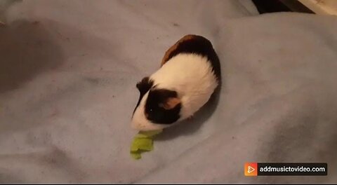I taught my Guinea pig to stand on his back legs.