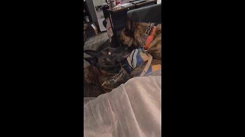 This Dutch Shepherd Pair was Born to Build Legends