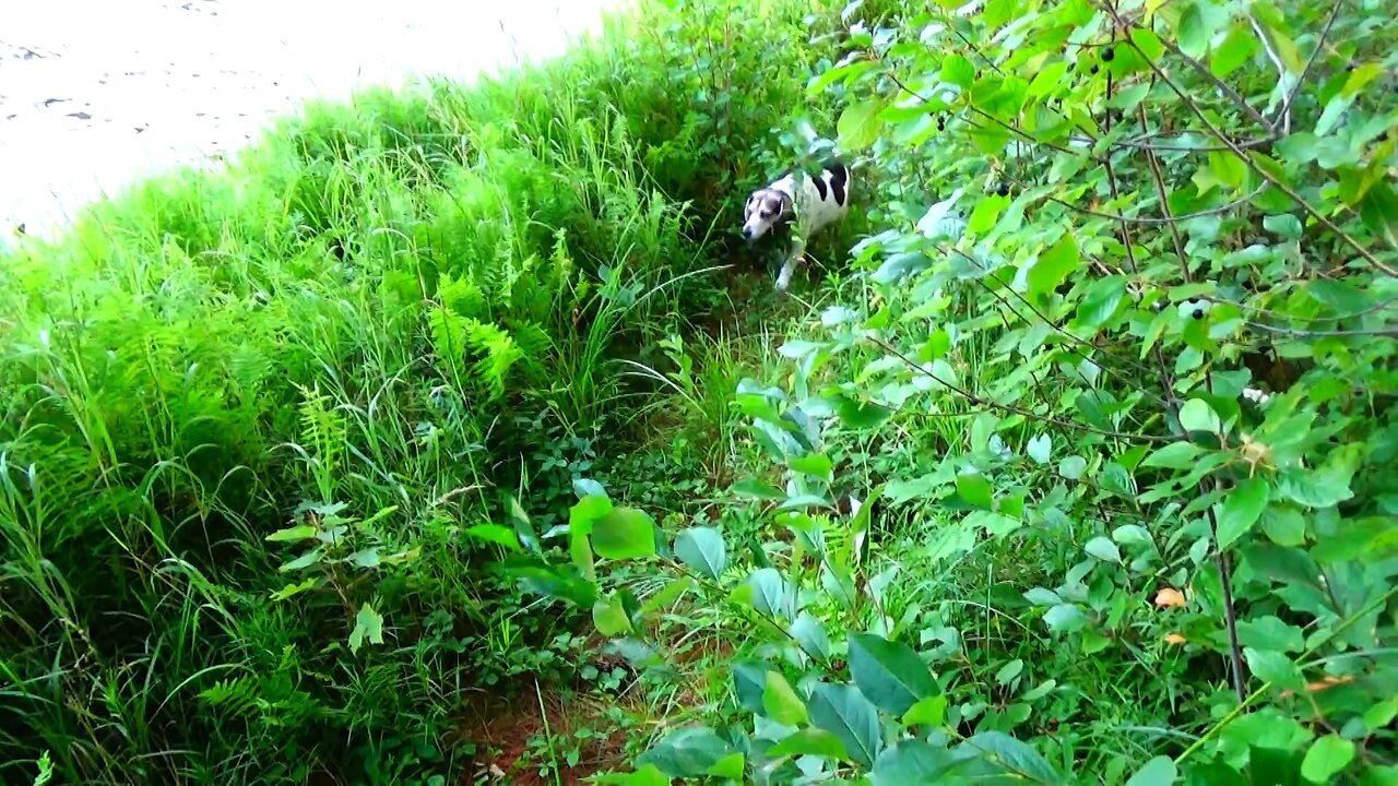 Bandit