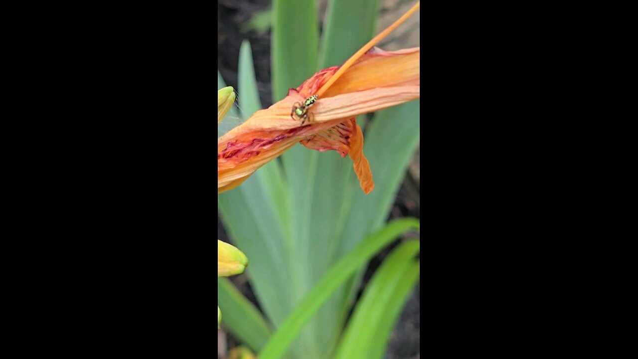 Jumping Spider of nature