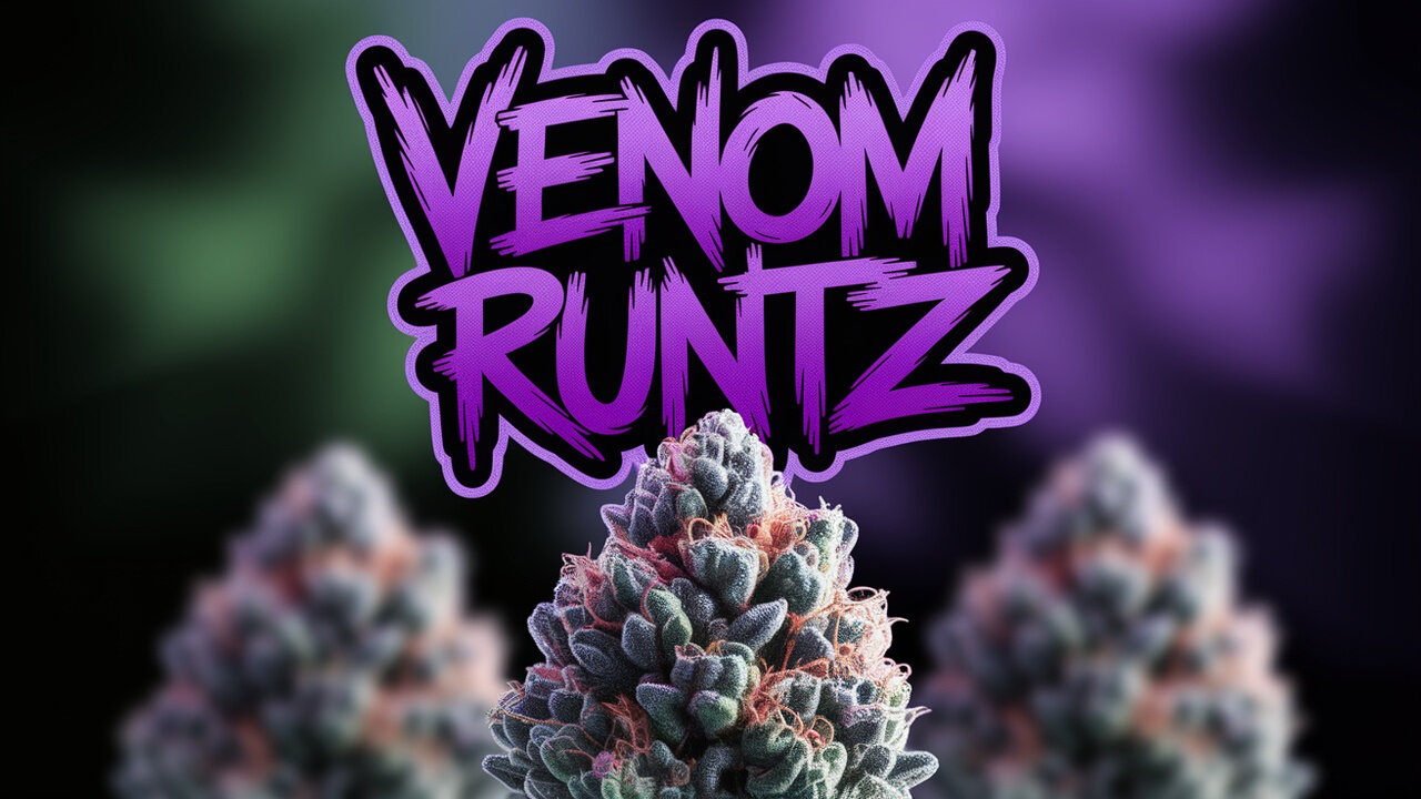 JK Distro Venom Runtz Strain Review – Potent, Flavorful, and Relaxing?