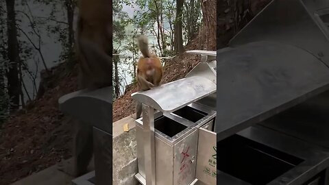 Elasticity monkey