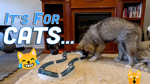 Husky Puppy Prefers Cat Toy Over Dog Toys | Funny Playtime with Catit Roller Circuit