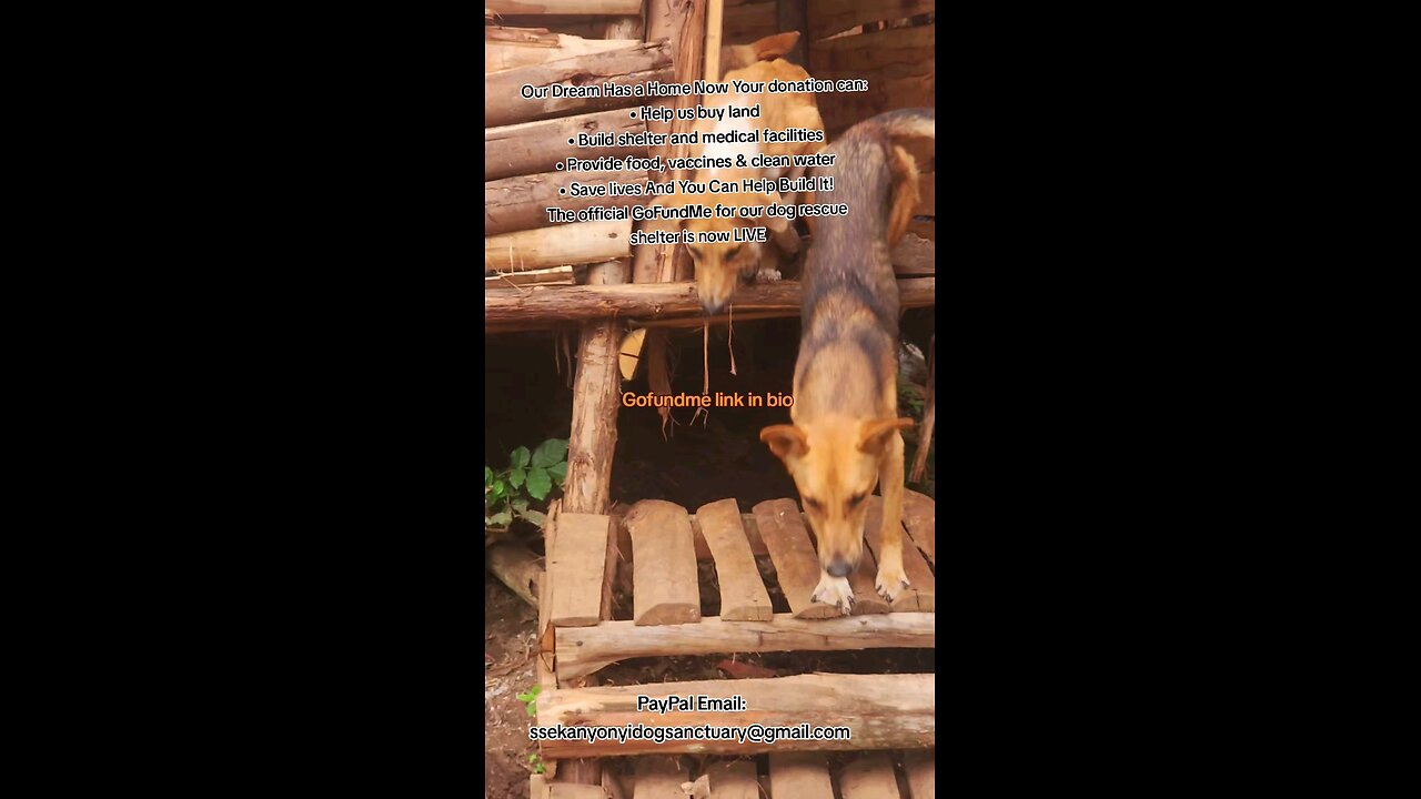 Rescue Dogs