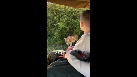 Close Encounter With The lions