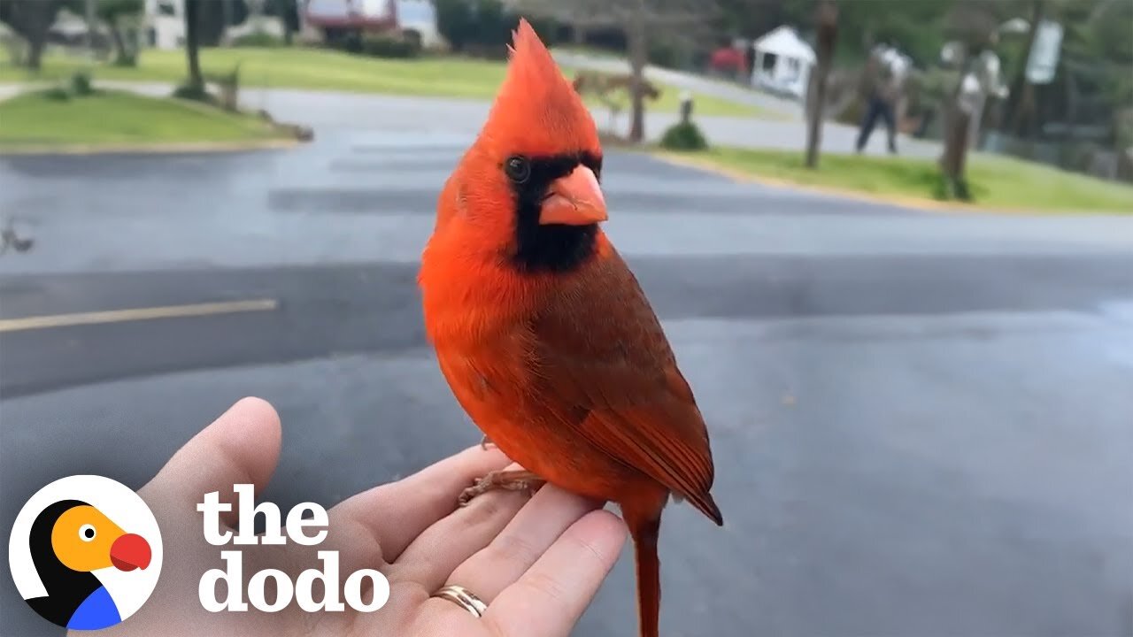 Cardinal Gives Cutest Goodbye To Woman Who Rescued Him | The Dodo