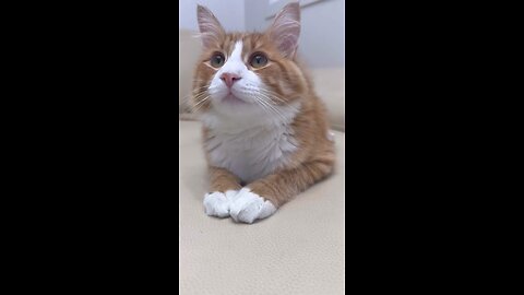 When your cat has better posture than you