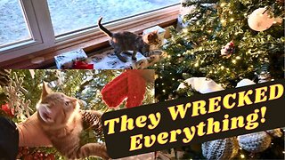 TWO Baby KITTENS Destroy CHRISTMAS!