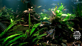 Live Aquarium Relaxation: A Tranquil Escape From Daily Stresses