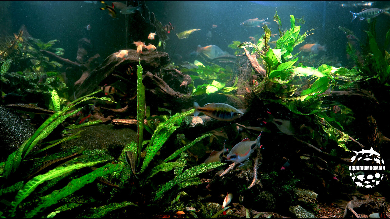 Live Aquarium Relaxation: A Tranquil Escape From Daily Stresses