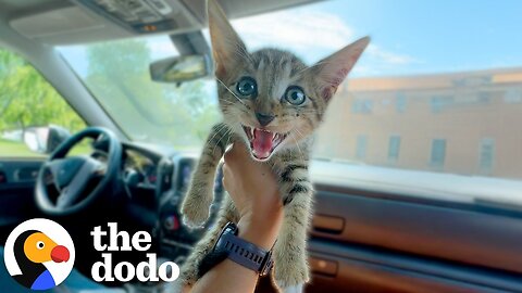 We Got A VERY Cute Update To This Viral Story | The Dodo