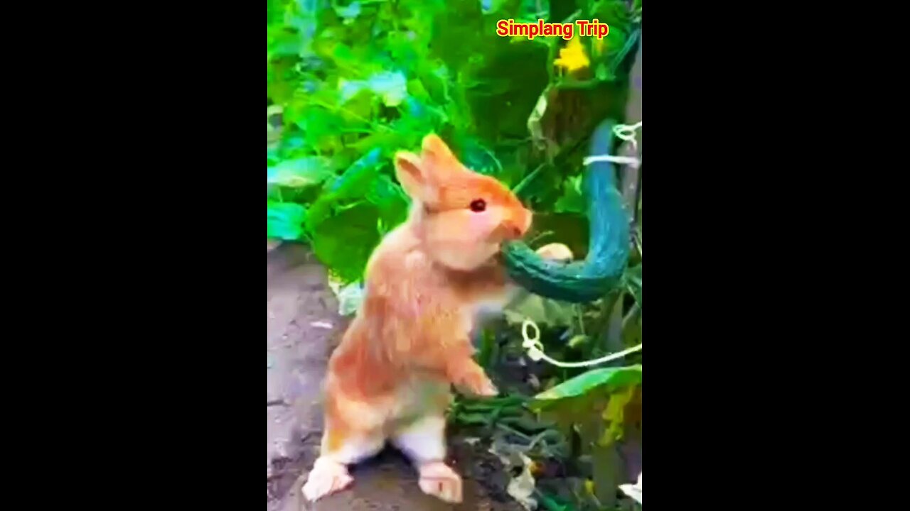 Simplang Trip 47: Here’s what will happen if the chipmunk eats cocumber too fast.