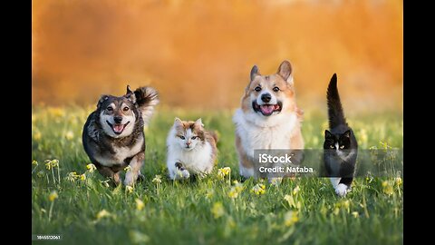 Steps to take care of your pets