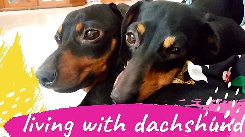 Living With Dachshund Dogs Instagram Funny | Videos Try not to laugh pet dogs videos compilation