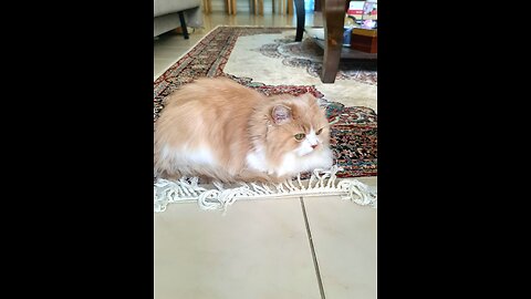 Mimi today's activity