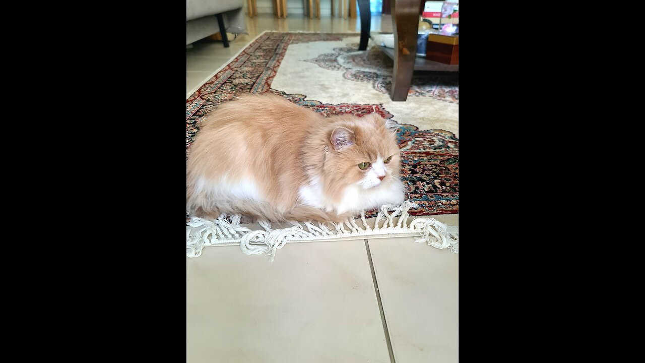 Mimi today's activity