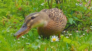 Mallard Duck Hen Oat Flake Munching Close-up