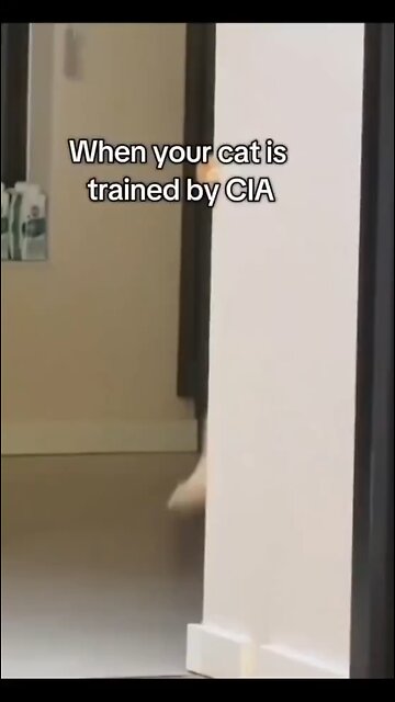 Love All Life Always #328 - When Your Cat Is Trained By The CIA. 😎🥸