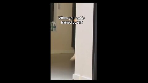 Love All Life Always #328 - When Your Cat Is Trained By The CIA. 😎🥸