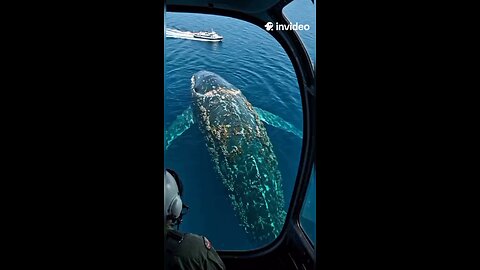 WOW! 🐋😱 The ocean is full of surprises! Imagine seeing this giant from above! 🌊🚁