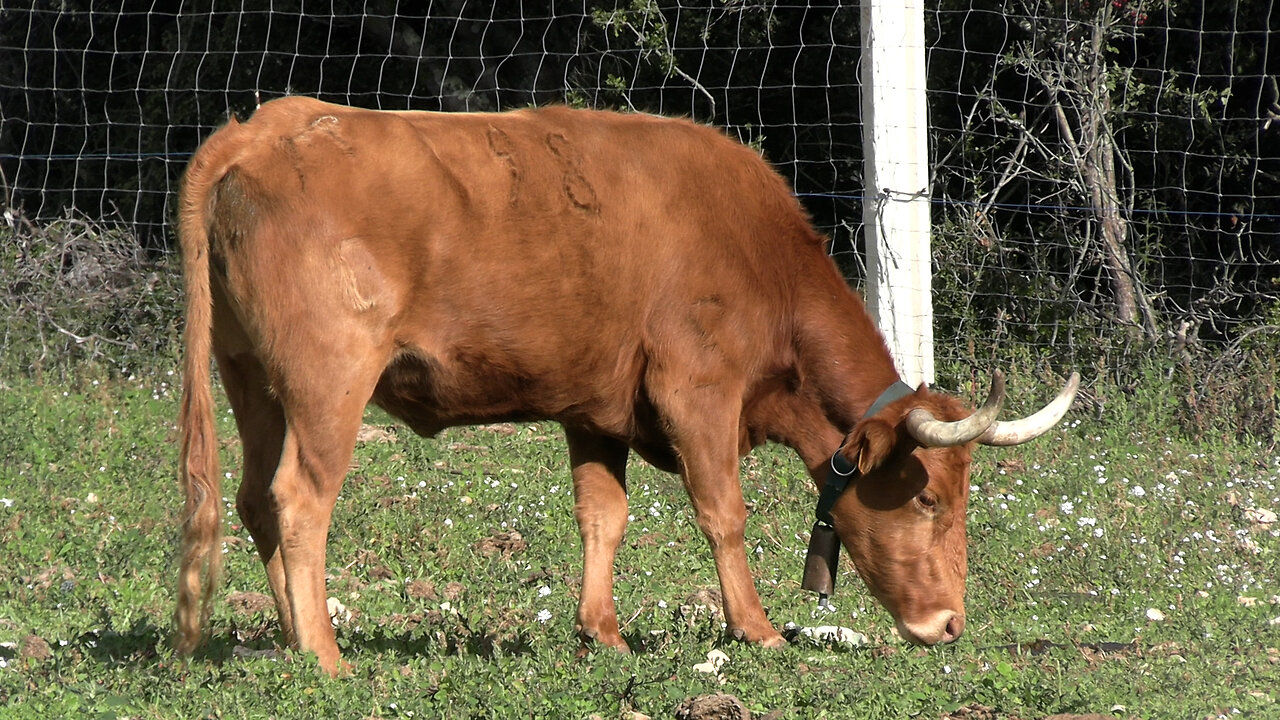 GANADERÍA SERGIO RUA