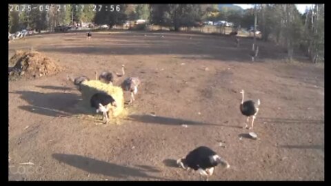 BC Ostriches, cull imminent?