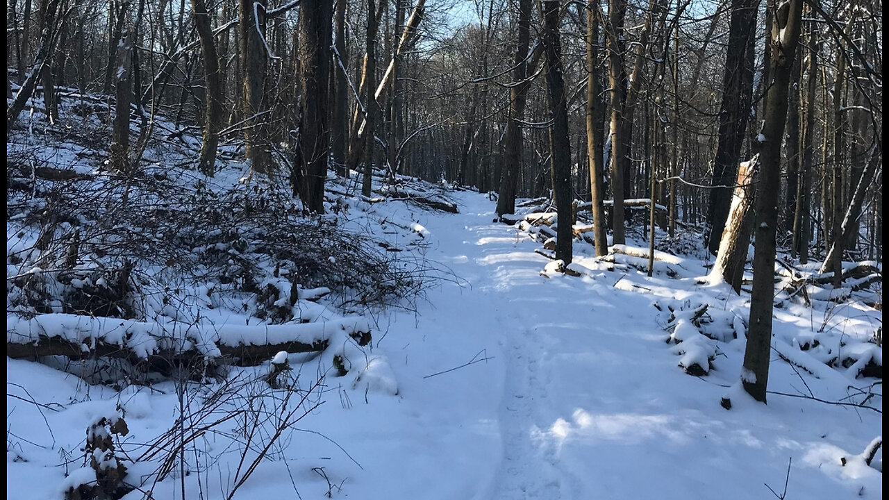 Winter walk in the snow. Virtual hike in snow covered forest.