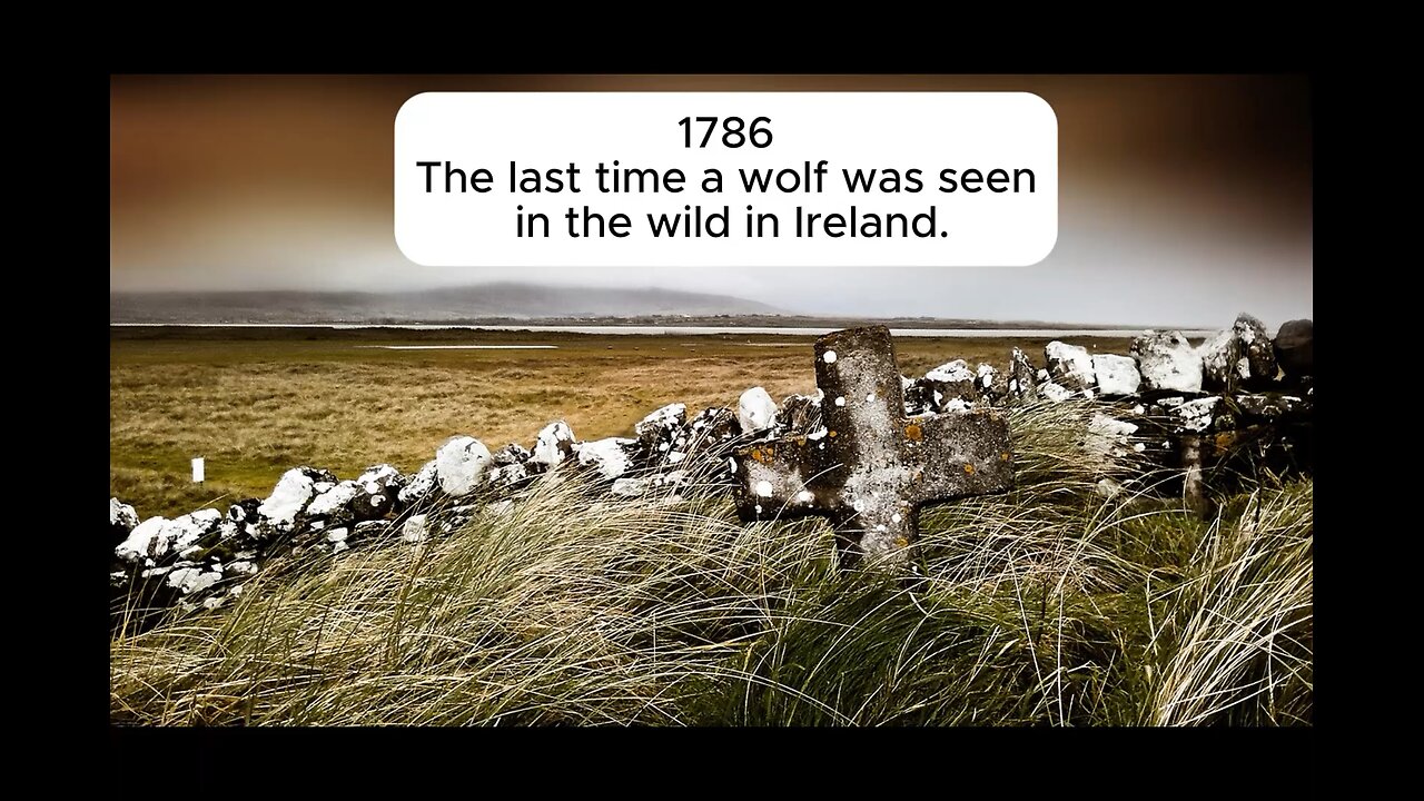 Lament for the Irish Wolf