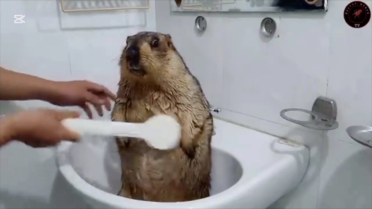Nonito toma un baño.