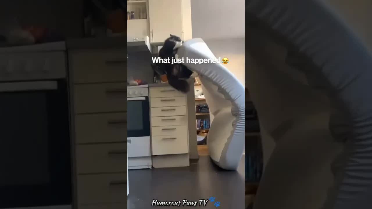 Funny animals 2024😂- Funniest Cats and Dogs Video😹🐶