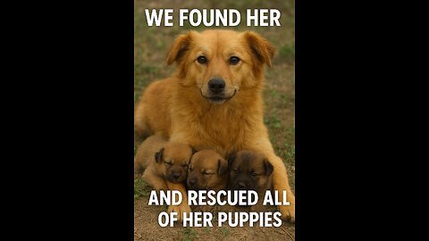 💔 Alone with her babies… until hope arrived! 🐾✨