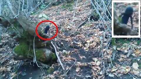 Alien a mysterious creature or a dwarf in Russian forest caught on camera
