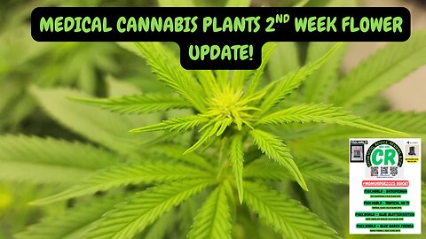 Check Out My PSGX.WORLD Medical Cannabis 2nd Week Flower Update!