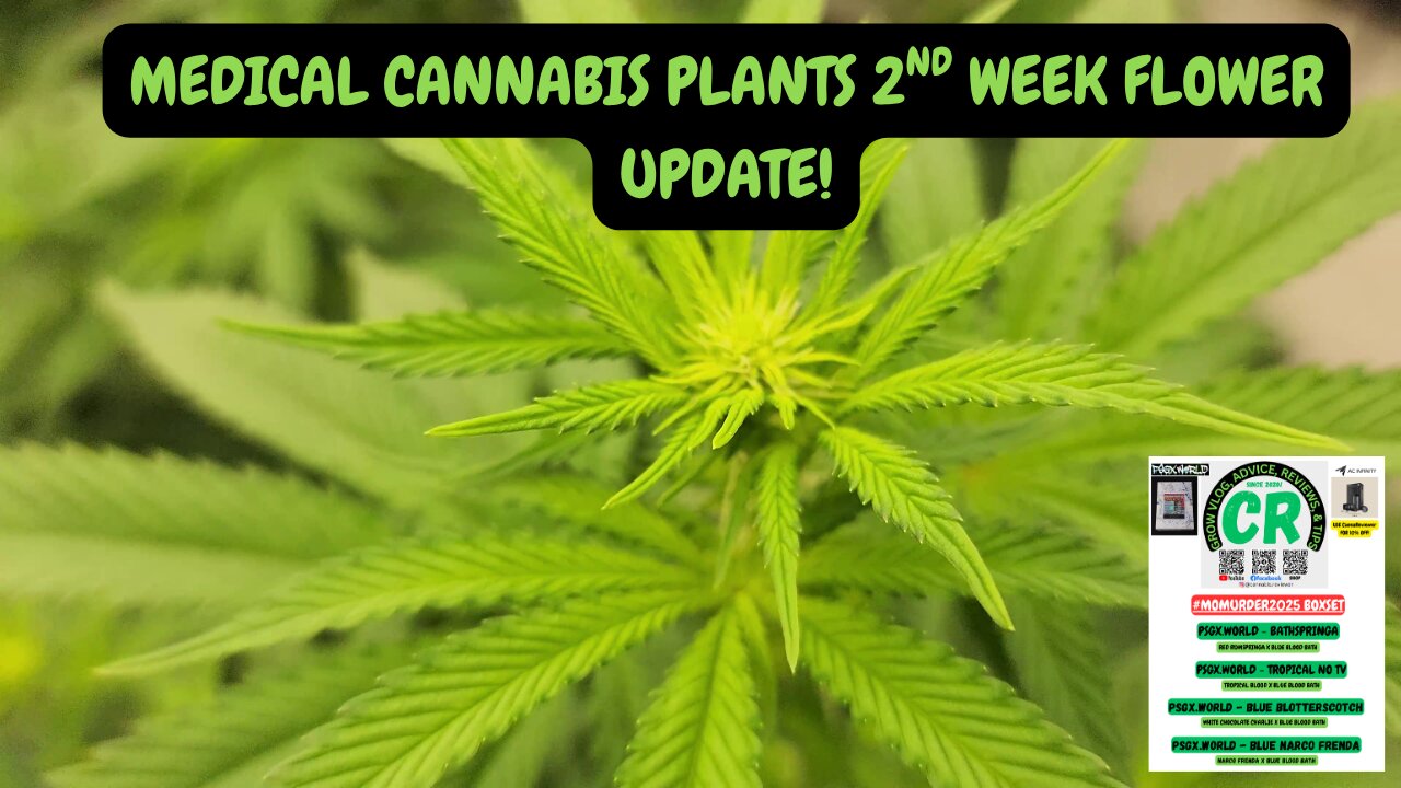 Check Out My PSGX.WORLD Medical Cannabis 2nd Week Flower Update!