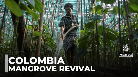 Colombia_s bold efforts to restore mangroves amid climate crisis