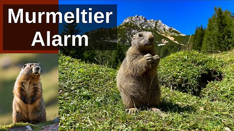 MeGGi - Murmeltier-Alarm
