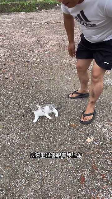 Life Lesson From Cat