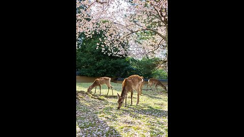 Reconnecting with nature
