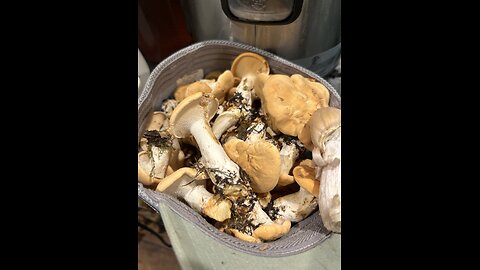Mushroom Hunting