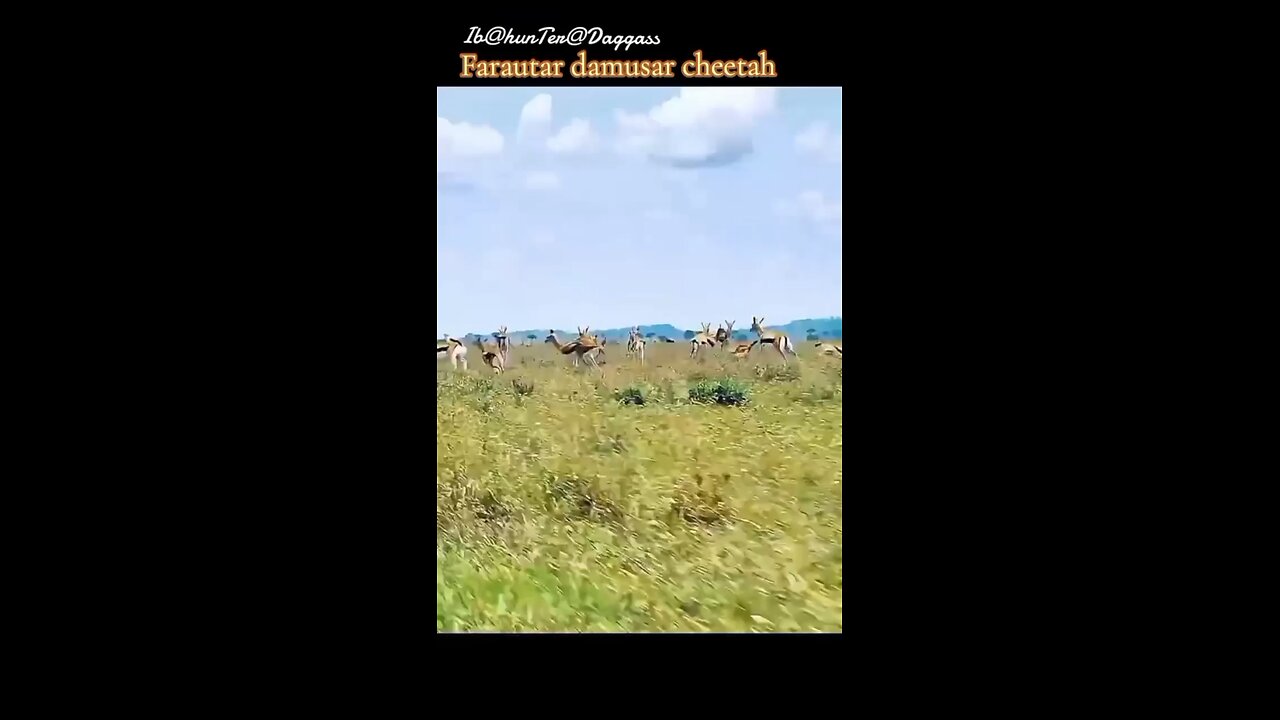 cheetah speed