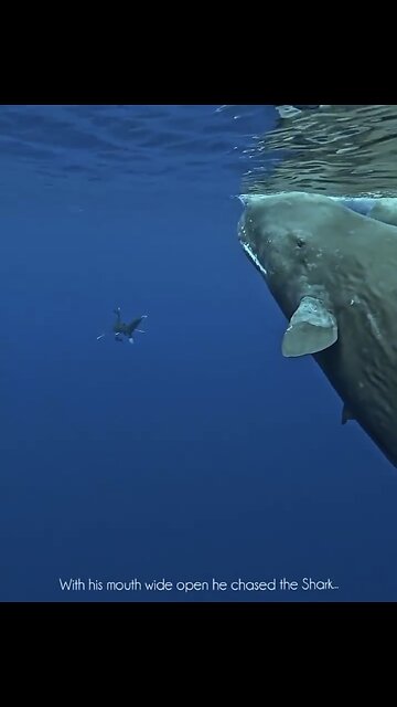 DIVER SAVED BY SPERM WHALES🤿🏊🐋🦈📸FROM AGGRESSIVE SHARK🏊🤿🦈🐋🩵💫