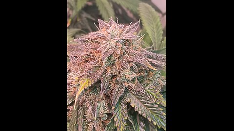 Mimosa Cake week 12 day 5