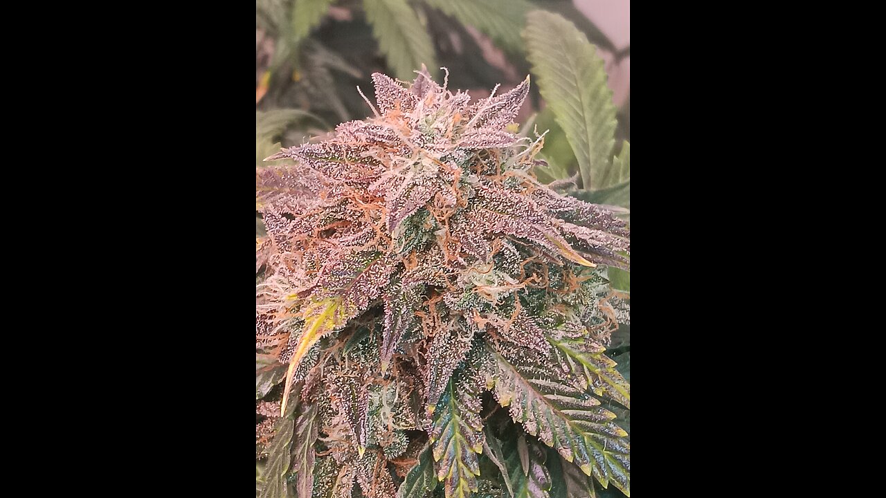 Mimosa Cake week 12 day 5