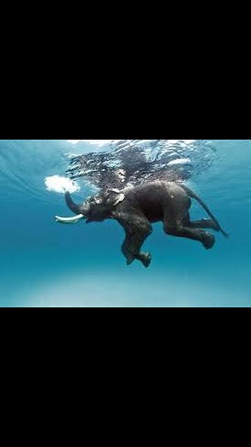 “Why Elephants Float? 🐘 The Surprising Swimming Secret!”