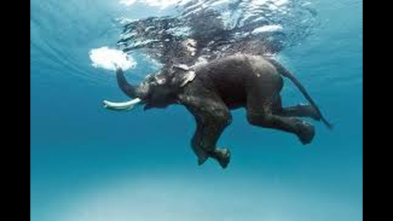 “Why Elephants Float? 🐘 The Surprising Swimming Secret!”
